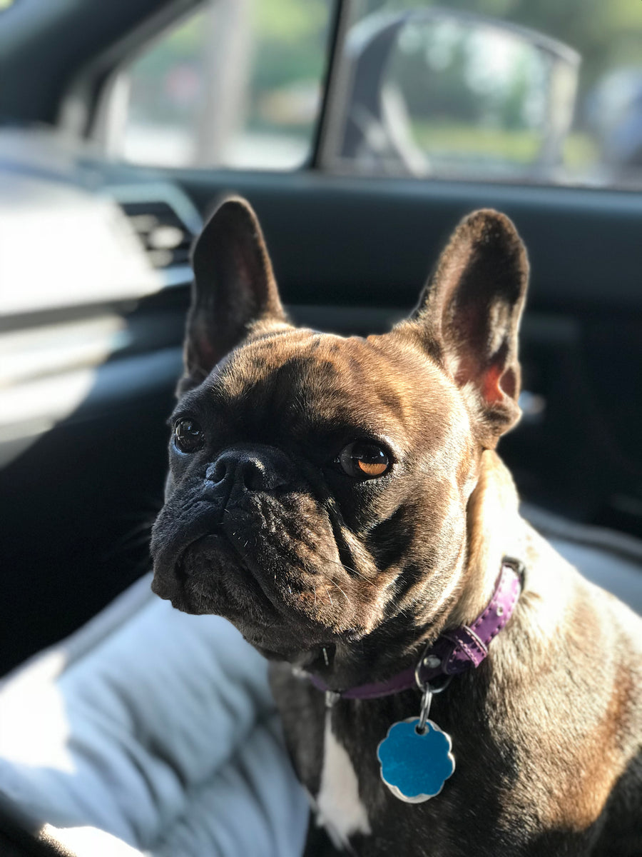 How to Clean Frenchie Ears The Frenchie Supply Company