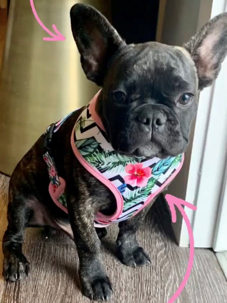 Are French Bulldogs Born with Tails?