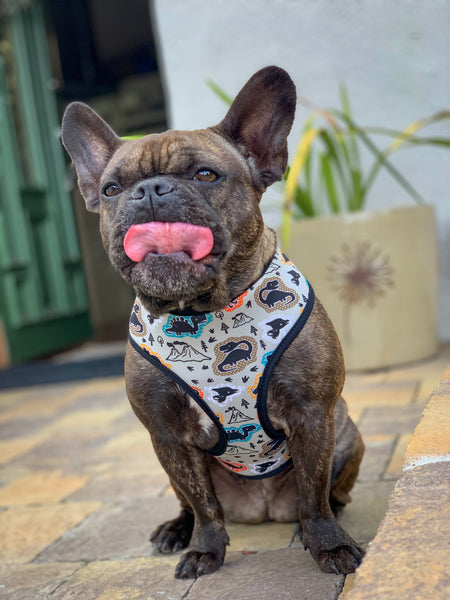 What Can French Bulldogs Eat? Get the expert guide