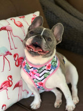 Load image into Gallery viewer, Frenchie Supply Harness - Floral
