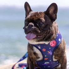 Load image into Gallery viewer, Frenchie Supply Harness - Outer Space