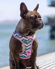 Load image into Gallery viewer, Frenchie Supply Harness - Floral