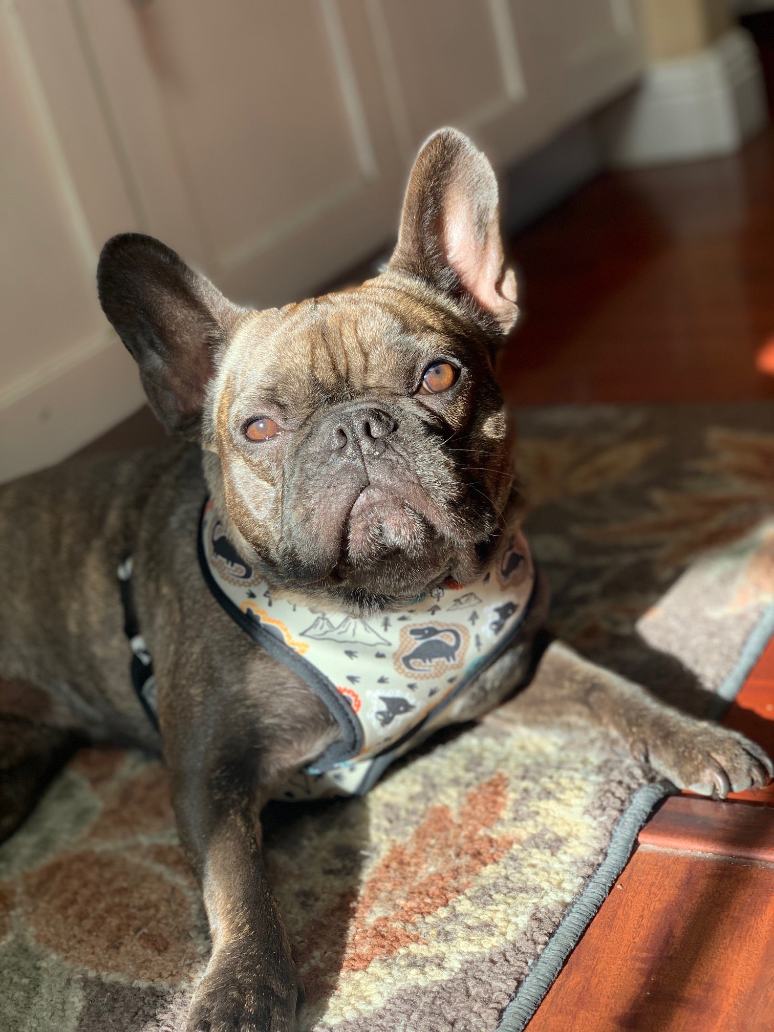 What Are French Bulldogs Bred For?