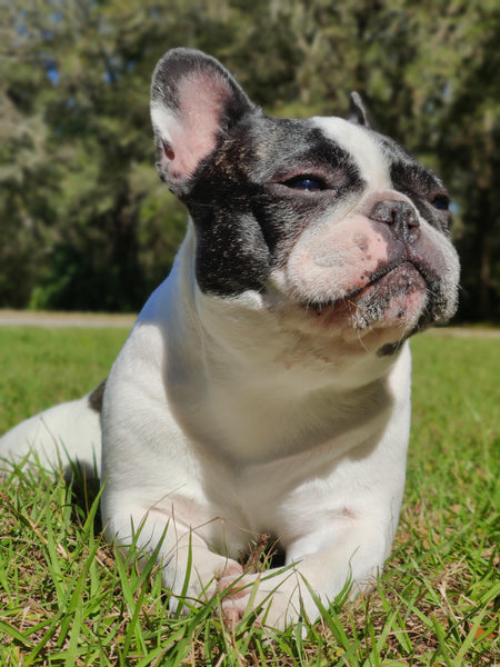 Can French Bulldogs Breed Naturally?