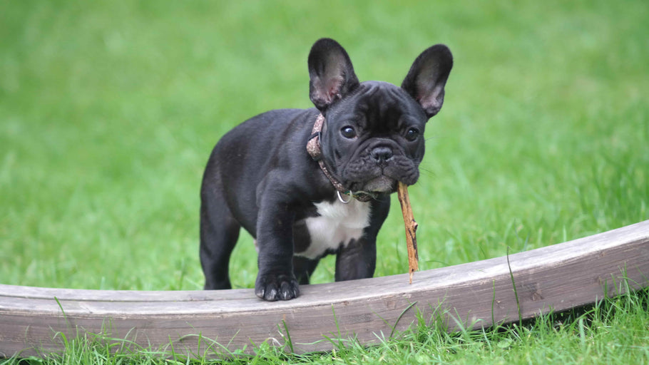 6 Reasons Why Frenchies Are So Expensive