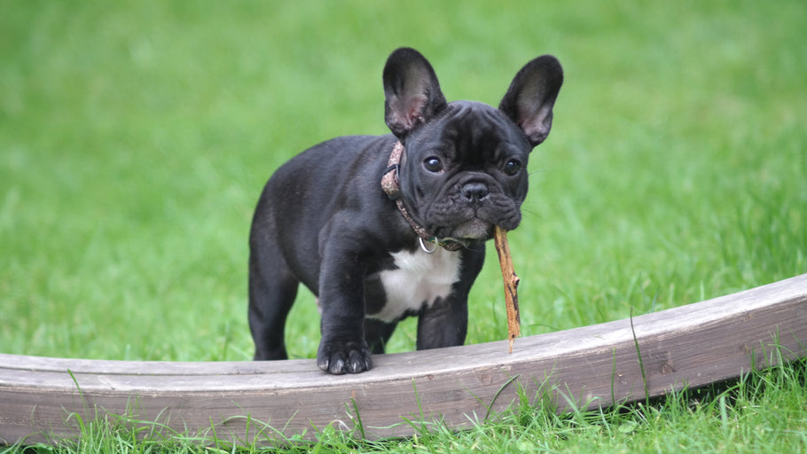 What Are French Bulldogs Mixed With?