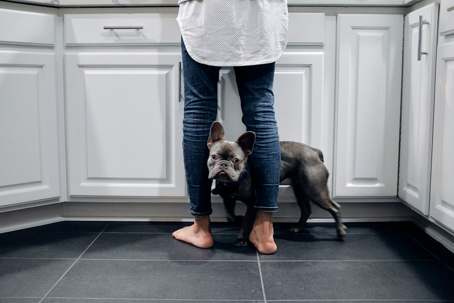 What is the cost of owning a French Bulldog?