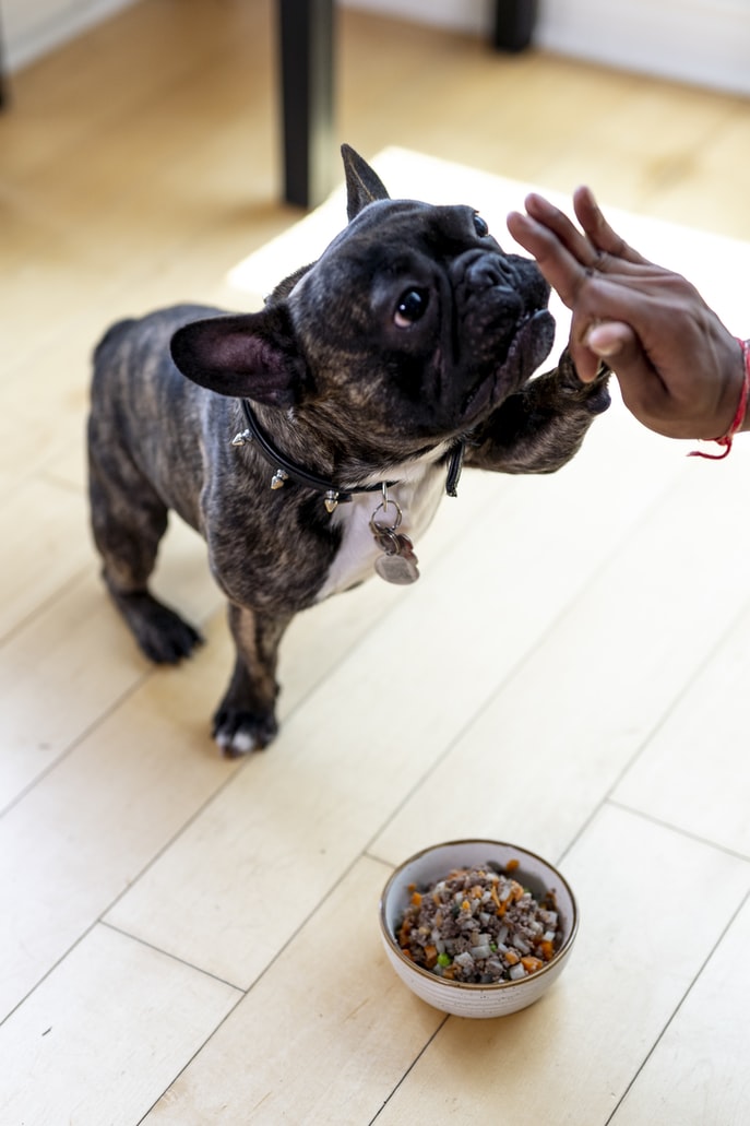 how much should french bulldogs eat