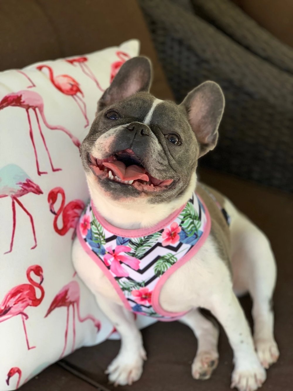 Frenchie Supply Harness - Floral