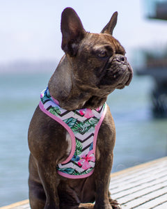 Frenchie Supply Harness - Floral