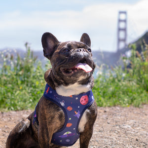 Frenchie Supply Harness - Outer Space