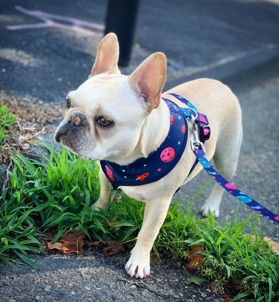 Frenchie Supply Harness - Outer Space