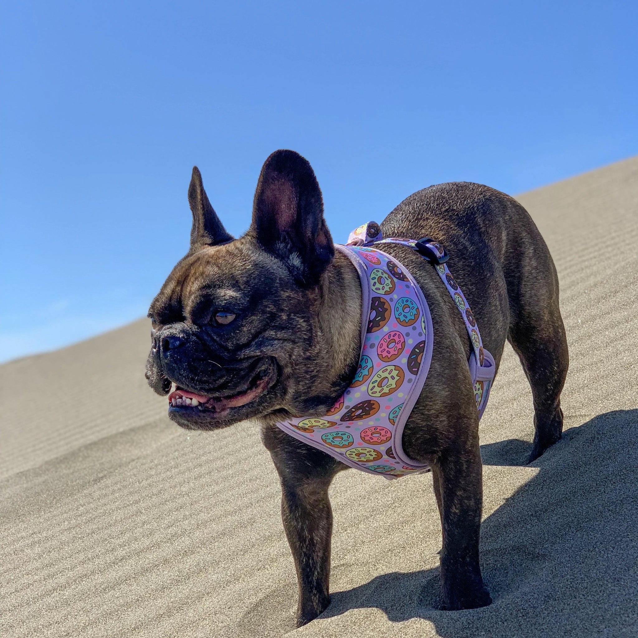 Frenchie Supply Harness Delicious Donuts – The Frenchie Supply