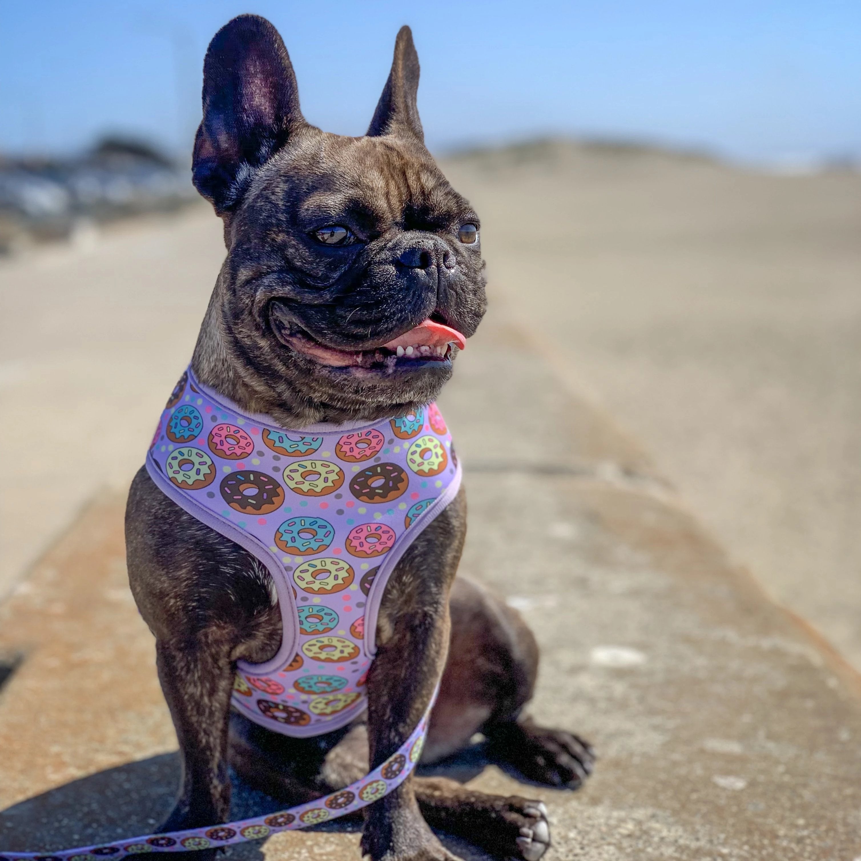 Frenchie Supply Harness - Delicious Donuts
